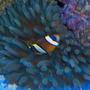corals inverts - condylactis sp. - haitian reef anemone stocking in 125 gallons tank - clown sleeping at night
