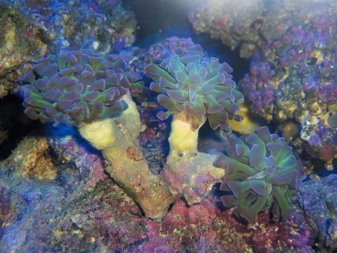 corals inverts - euphyllia paranchora - hammer / anchor coral, branching stocking in 125 gallons tank - night shot