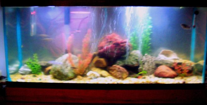 55 gallons freshwater fish tank (mostly fish and non-living decorations) - crappy camera