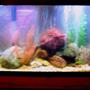55 gallons freshwater fish tank (mostly fish and non-living decorations) - crappy camera