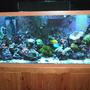 150 gallons reef tank (mostly live coral and fish) - front