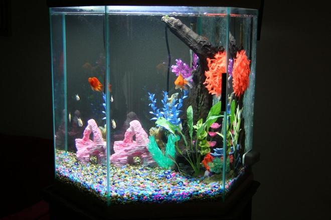 43 gallons freshwater fish tank (mostly fish and non-living decorations) - Right Side View of 43 GL  Tank.