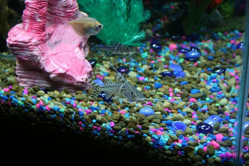 Rated #1904: Freshwater Fish - Kryptopterus Bicirrhis - Ghost Glass Cat Stocking In 43 Gallons Tank - Picture of the smaller and bigger catfish. I have 3 but the other bigger one is hiding under the pink rock.