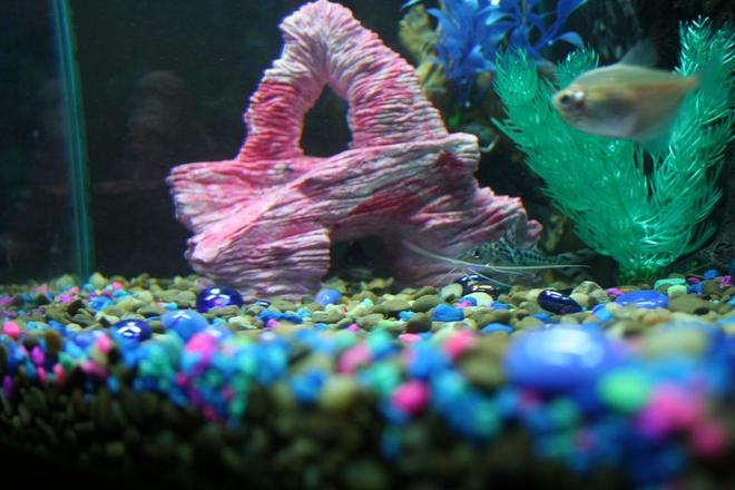 freshwater fish - gymnocorymbus sp. - black skirt tetra stocking in 43 gallons tank - Picture of 3rd Catfish hiding under the rock.