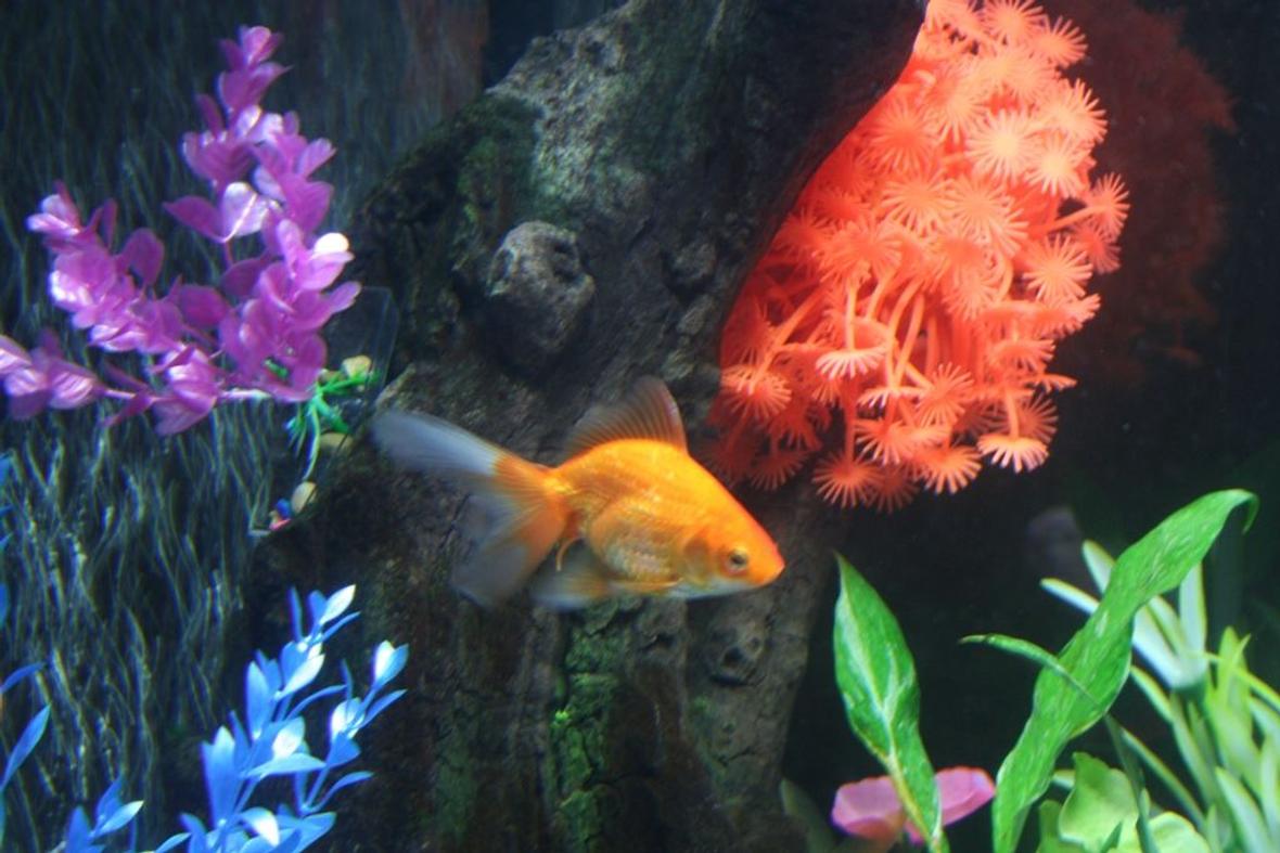 freshwater fish - carassius auratus - fantail goldfish stocking in 43 gallons tank - This is my Fantail Goldfish. She is great and plays with the Parrotfish a lot.
