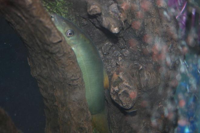 freshwater fish - botia modesta - redtail botia loach stocking in 43 gallons tank - This guy is my Loach. I was weary of him at first because he ate our Glo-Fish the first two nights I had the 43, but he is a beautiful fish when he does come out. While the other fish are eating on flakes and pellets he is fine dining it on Shrimp Cocktail.