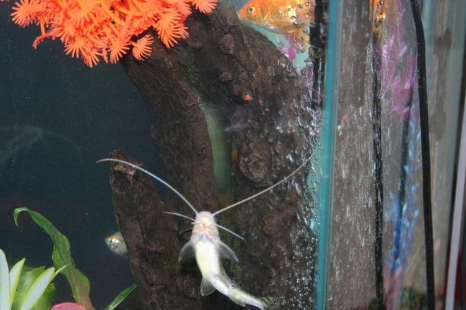 freshwater fish - phractocephalus hemioliopterus - redtail cat stocking in 43 gallons tank - Loach playing hide and seek. Can you find me?