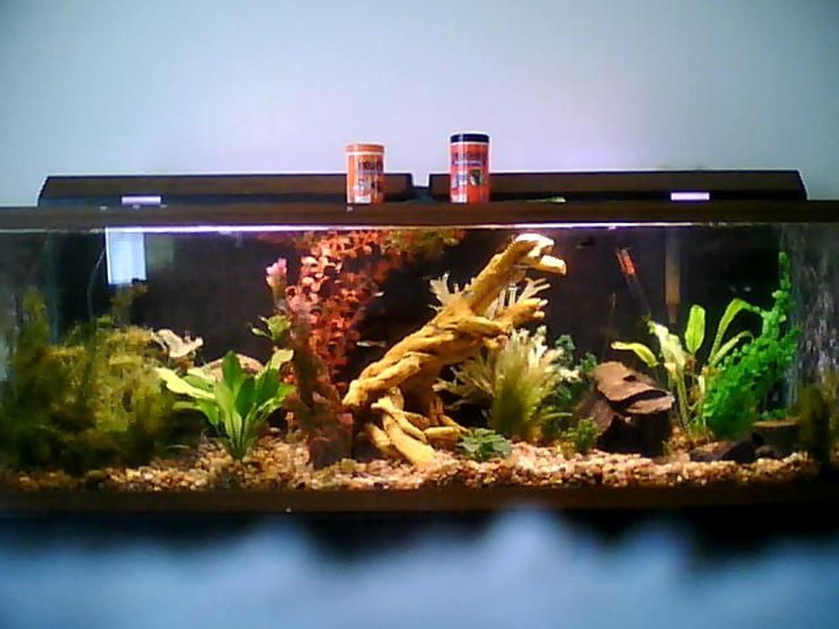100 gallons planted tank (mostly live plants and fish) - 100 gallon planted community tank sorry about the picture quality i took it with a phone and i couldnt get the whole thing up close i will upgrade it soon