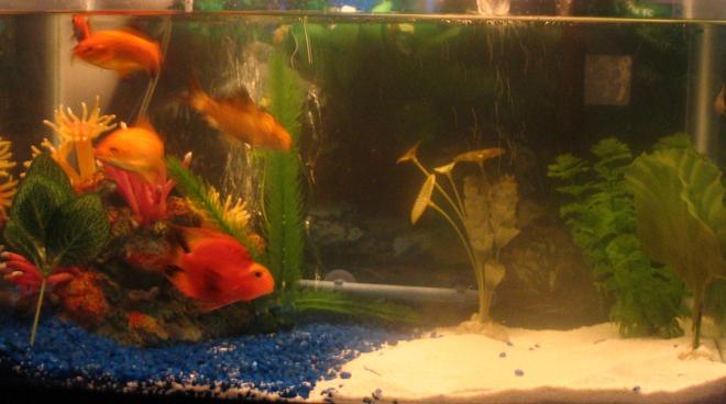 10 gallons freshwater fish tank (mostly fish and non-living decorations) - one Parrot Fish, four gold fish, one blue dragon goby, 2 bottom feeders,