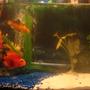 10 gallons freshwater fish tank (mostly fish and non-living decorations) - one Parrot Fish, four gold fish, one blue dragon goby, 2 bottom feeders,