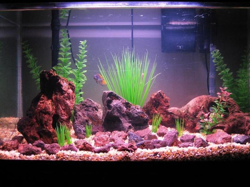 Rated #1444: 29 Gallons Freshwater Fish Tank - The new look.
