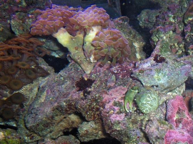 corals inverts - euphyllia paranchora - hammer / anchor coral, branching stocking in 125 gallons tank - crab and corals