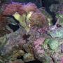 corals inverts - euphyllia paranchora - hammer / anchor coral, branching stocking in 125 gallons tank - crab and corals
