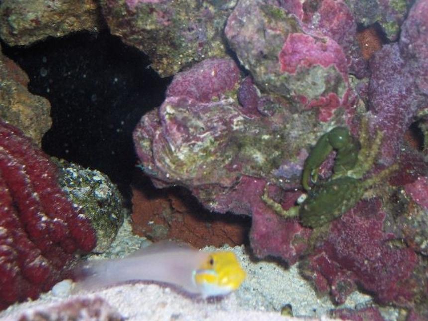 Rated #103: Saltwater Fish - Gobiodon Okinawae - Clown Goby, Yellow Stocking In 125 Gallons Tank - goldenhead goby and one armed crab