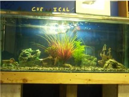 70 gallons planted tank (mostly live plants and fish) - The Second Day Of My Tank Set Up.
