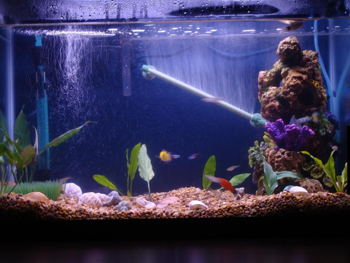 20 gallons planted tank (mostly live plants and fish) - tank still not done