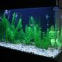 20 gallons freshwater fish tank (mostly fish and non-living decorations) - Marbled Angelfish Tank