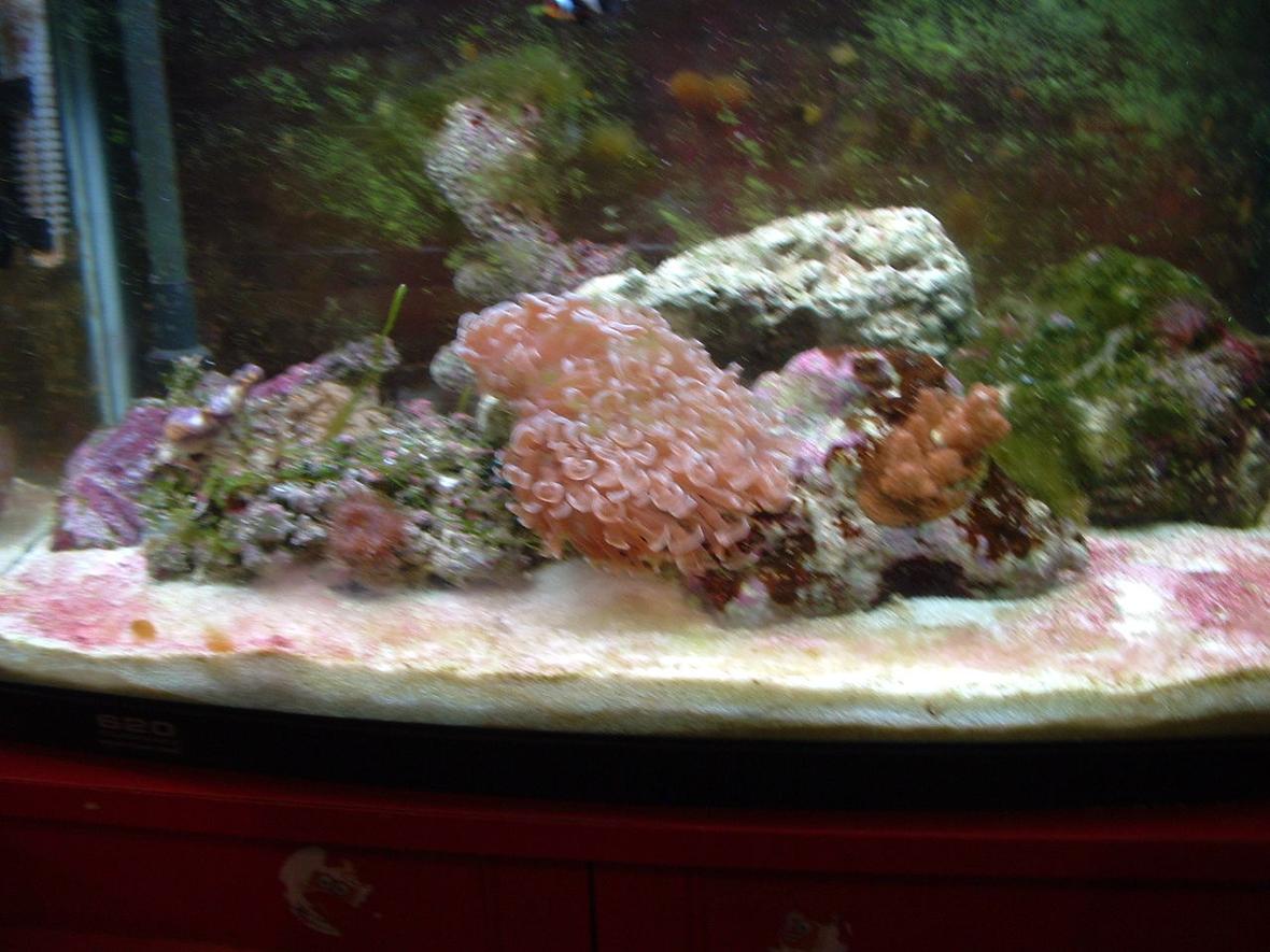 25 gallons reef tank (mostly live coral and fish) - i still need to get more live rock and i only have 5 fish and a decorator crab (pest) and a coral banded shrimp.