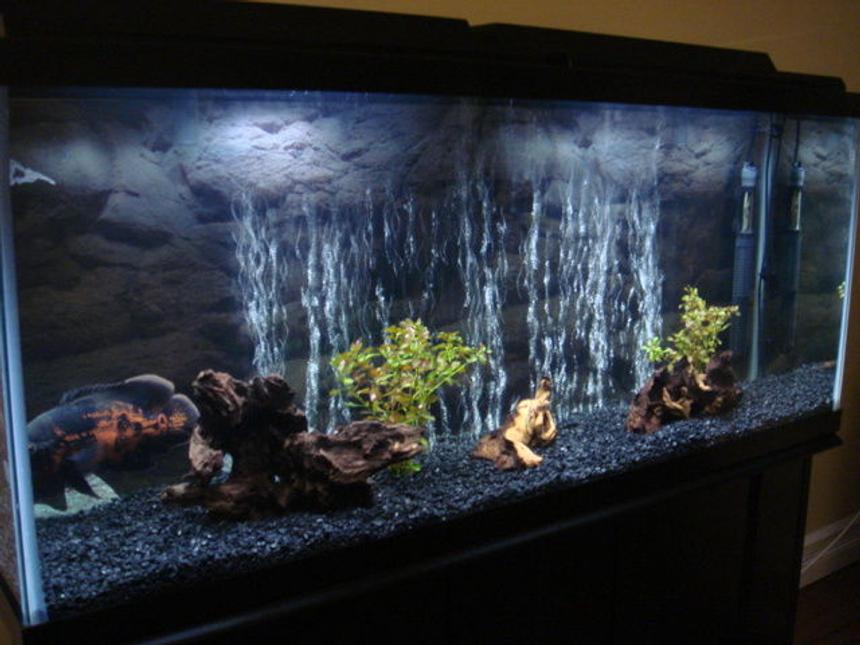 Rated #516: 55 Gallons Freshwater Fish Tank - Oscar Tank