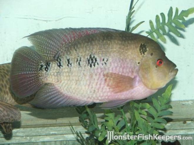 freshwater fish - cichlasoma sp. - flower horn cichlid stocking in 110 gallons tank - 13in Flowerhorn