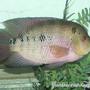 freshwater fish - cichlasoma sp. - flower horn cichlid stocking in 110 gallons tank - 13in Flowerhorn