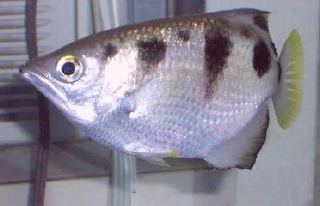 freshwater fish - toxotes jaculatrix - archer fish stocking in 75 gallons tank - Archer