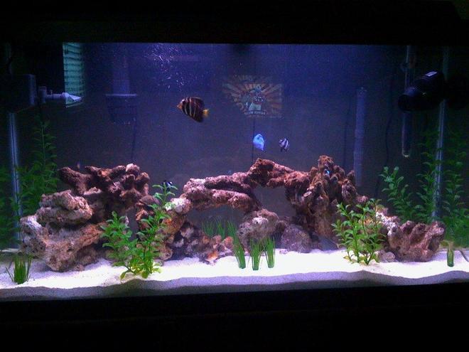 38 gallons saltwater fish tank (mostly fish, little/no live coral) - 38 Gallon Salt Water Tank