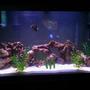 38 gallons saltwater fish tank (mostly fish, little/no live coral) - 38 Gallon Salt Water Tank