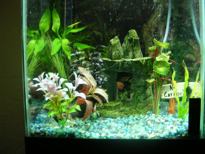 55 gallons planted tank (mostly live plants and fish) - my 10 gallon tank