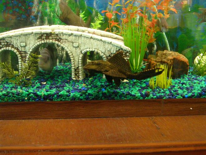 freshwater fish - archocentrus nigrofasciatus - black convict cichlid stocking in 55 gallons tank - my placo , convict, and fcatfish