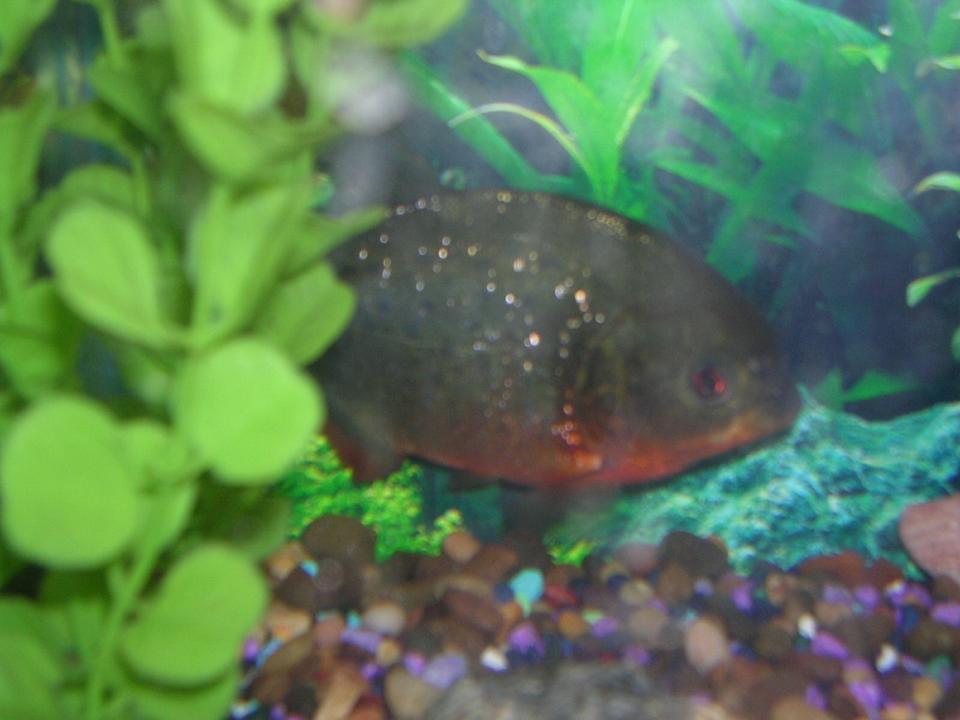 freshwater fish - pygocentrus nattereri - redbellied pirhana stocking in 55 gallons tank - my piranna