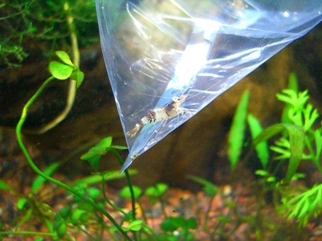 10 gallons planted tank (mostly live plants and fish) - Crystal Black Shrimp