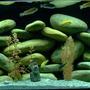fish tank picture - 75 gallon4 foot long, 18 inches wide, Penguin 350 HOB power filter, Aquaclear 110 power filter, 250 watt Visi_Therm Deluxe heater. 120+ pounds of rocks. Black painted background, and buffered African Cichlid sand.