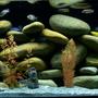 freshwater fish tank (mostly fish and non-living decorations) - 75 gallon4 foot long, 18 inches wide, Penguin 350 HOB power filter, Aquaclear 110 Power Filter, 250 watt Visi_Therm Deluxe heater. 120+ pounds of rocks. Black painted background, and buffered African Cichlid sand.