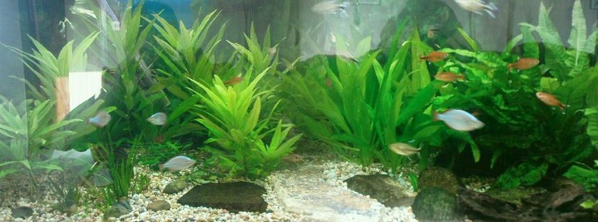 Rated #154: 55 Gallons Planted Tank - This is the best set up I have got so far. The more I learn the more it improves.
