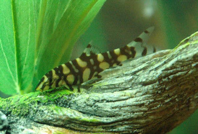 freshwater fish - botia lohachata - botia loach stocking in 85 gallons tank - Botia Loach