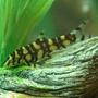 freshwater fish - botia lohachata - botia loach stocking in 85 gallons tank - Botia Loach