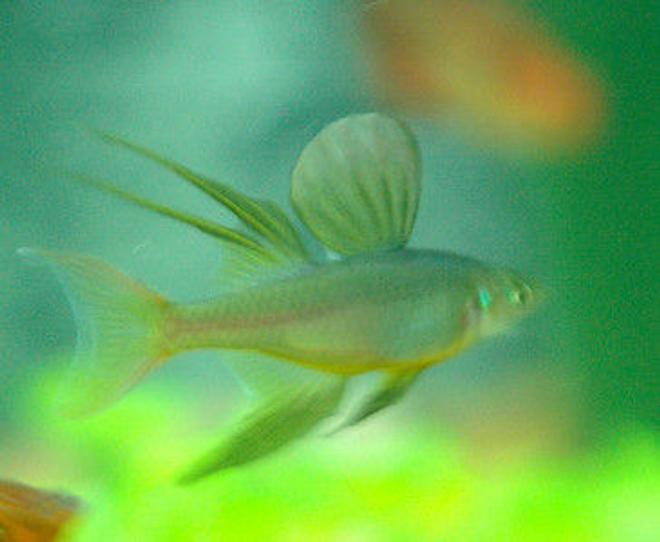 freshwater fish - iriatherina werneri - threadfin rainbow stocking in 85 gallons tank - Threadfin Rainbow Fish