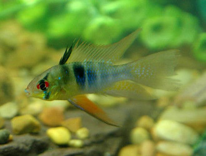 freshwater fish - papiliochromis ramirezi - german blue ram stocking in 85 gallons tank - Highfin Ram