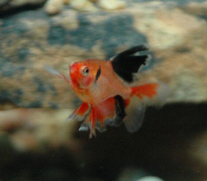 freshwater fish - hyphessobrycon callistus - red minor serpae tetra stocking in 85 gallons tank - Highfin Serpae Tetra