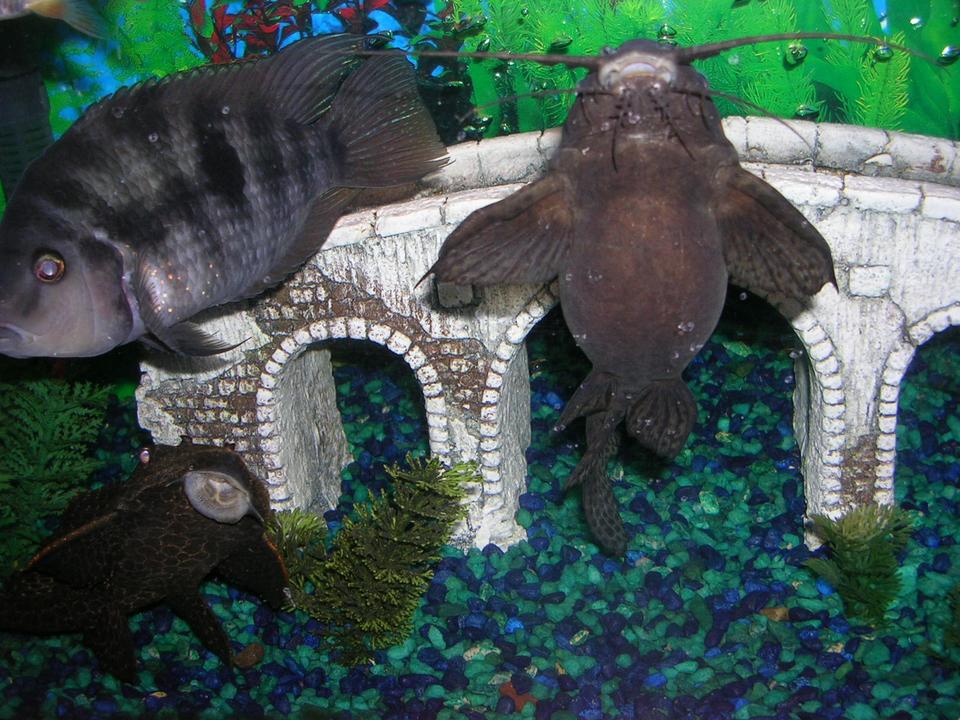 freshwater fish - archocentrus nigrofasciatus - black convict cichlid stocking in 55 gallons tank - my cat with convitt