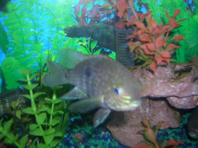 freshwater fish - aequidens rivulatus - green terror stocking in 55 gallons tank - green terra