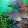 freshwater fish - aequidens rivulatus - green terror stocking in 55 gallons tank - green terra