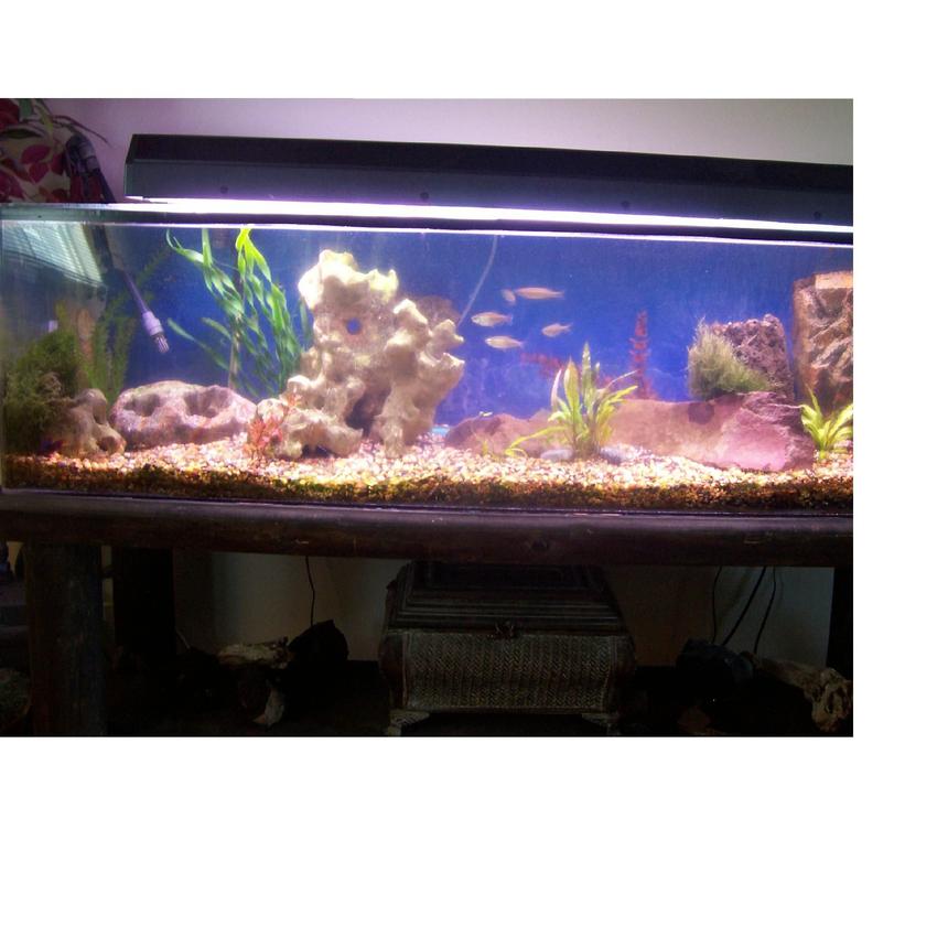 Rated #3244: 75 Gallons Freshwater Fish Tank - 75 gallon acrylic tank