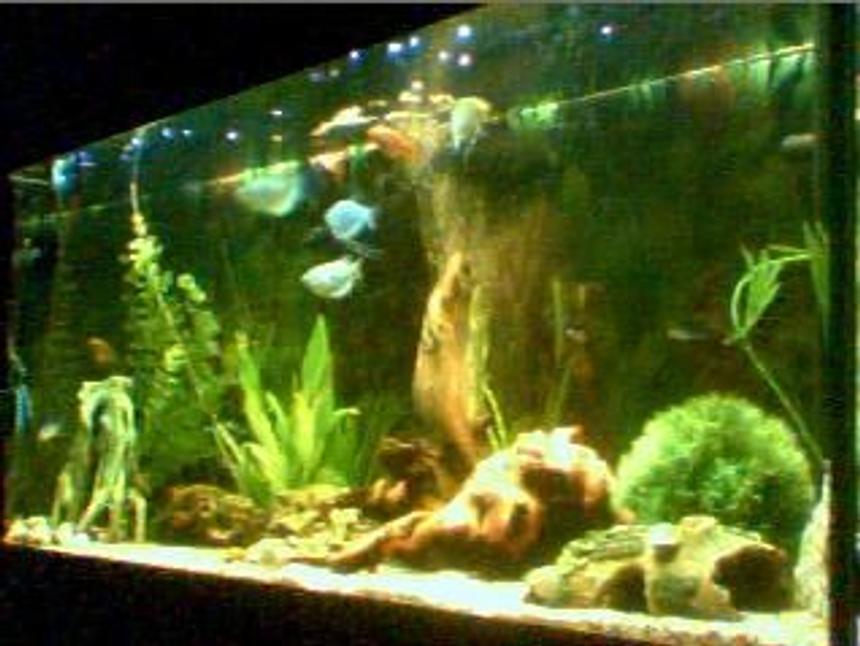 Rated #213: Planted Tank - MY NEW TANK!!!! there was some neons but my eel and sun catfish decieded to have a midnight snack hahaha the picture is rubish i will update soon