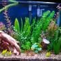 fish tank picture - View of right side