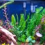 fish tank picture - Close up of right side with gouramis and cardinals.