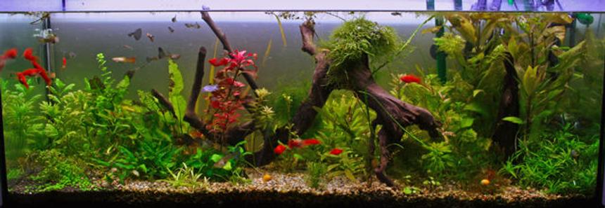 Rated #635: 175 Gallons Planted Tank