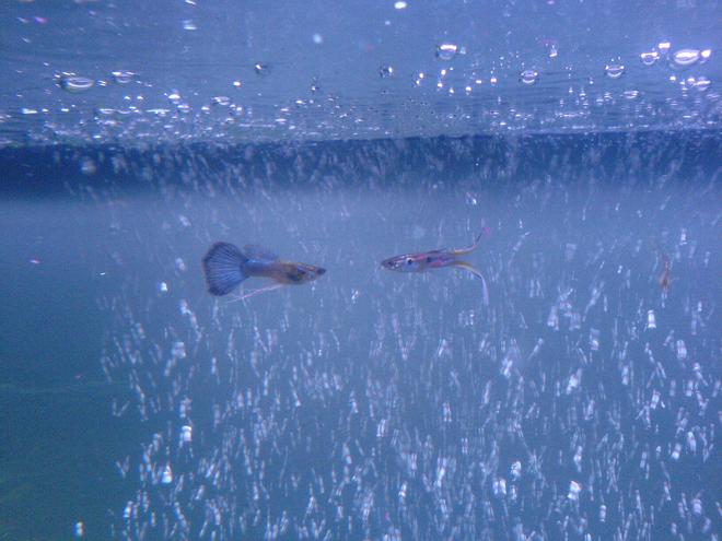 freshwater fish - poecilia reticulata - neon blue tux guppy stocking in 52 gallons tank - 2 male Guppies