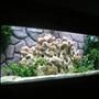 55 gallons freshwater fish tank (mostly fish and non-living decorations) - My first cichlid tank